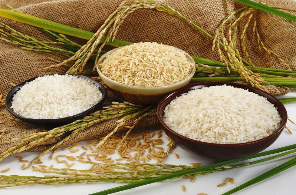 Typy ryže
